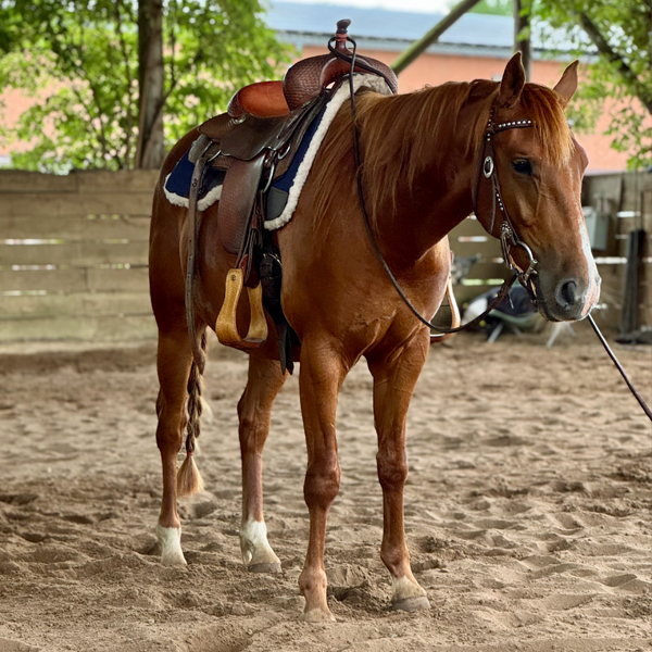 Fuchsfarbener Jungwallach gesattelt in der Reithalle