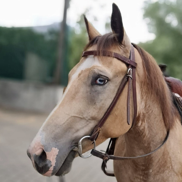 Kopfporträt eines Buckskin Roan Wallachs mit Fischauge