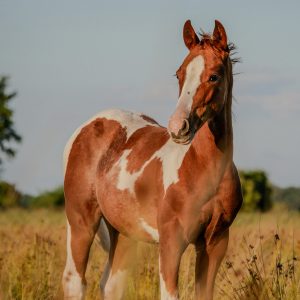 Fuchsscheckfohlen auf der Koppel