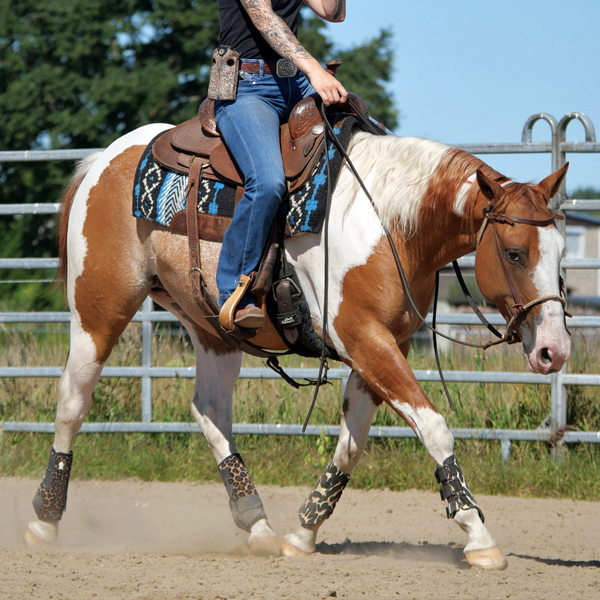 Paint Horse Wallach unterm Westernsattel im Trab