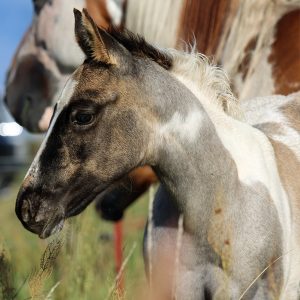 Grullo Roan Tobiano Stutfohlen auf der Koppel