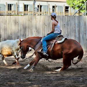 Fuchs in Cuttingsituation wird geritten