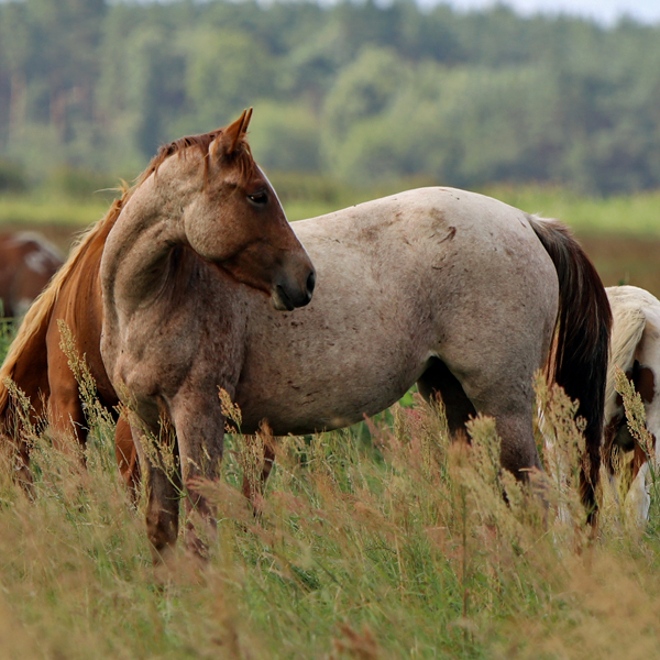 Red Roan Quarter Horse Stute steht auf der Koppel und schaut nach hinten