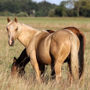 Palominohengst auf der Koppel