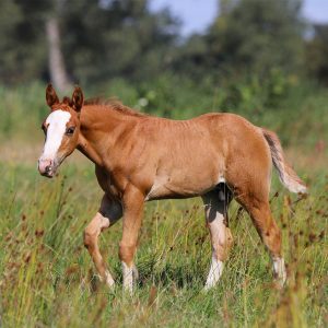 Rotfalbenfohlen auf der Koppel neben seiner Mutter