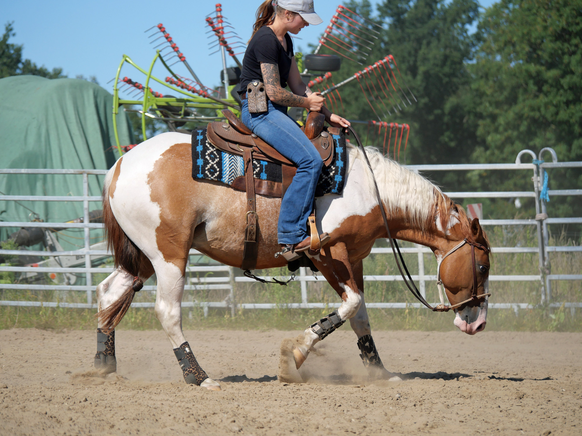 Paint Horse Wallach unterm Sattel
