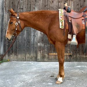 Fuchs im Porträt mit Sattel