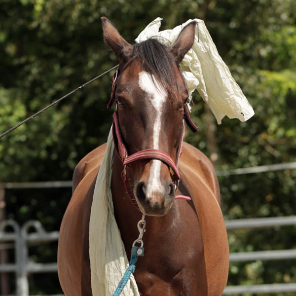 Braunes Pferd bewältigt Trail-Hindernis
