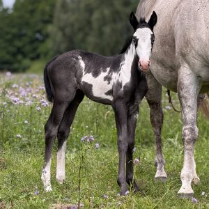Grey Overo farbenes Fohlen auf der Koppel